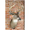 Montana Taxidermy Whitetail Deer Mount