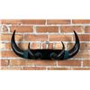 Montana Frontier Buffalo Horn Coat Rack
