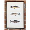 Image 1 : Alan James Robinson Trout Prints