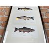 Image 3 : Alan James Robinson Trout Prints