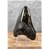 Image 1 : Polished Megalodon Fossil Shark Tooth