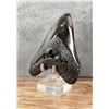 Image 2 : Polished Megalodon Fossil Shark Tooth