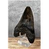Image 3 : Polished Megalodon Fossil Shark Tooth