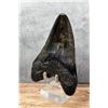 Image 4 : Polished Megalodon Fossil Shark Tooth