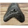 Image 5 : Polished Megalodon Fossil Shark Tooth