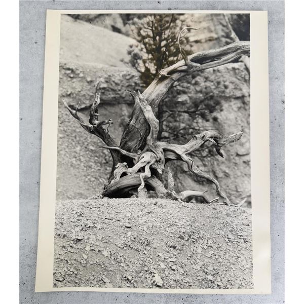 Photo of Dead Tree