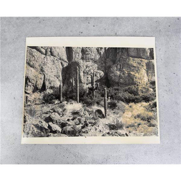 Desert Cactus Photo