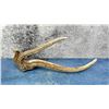 Image 1 : Montana Made Elk Antler Cribbage Board