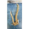 Image 4 : Montana Made Elk Antler Cribbage Board