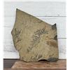 Image 1 : Green River Formation Fossil Fern