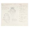Image 3 : A Pair of Hand-Drawn Tony the Tiger Model Pages.