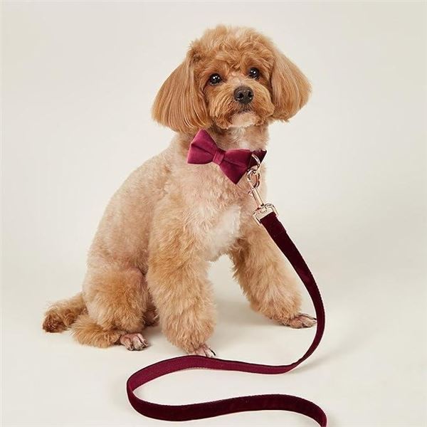 Bowtie dog collar size small