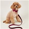Image 1 : Bowtie dog collar size small