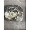 Image 2 : Orthoceras Fossil Specimen. Retails $300.00