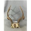 Image 2 : Vintage 4 Point Antlers