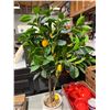 Image 1 : Lemon tree artificial