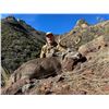 Image 4 : Coues Deer Hunt for 5 Days in Sonora, Mexico