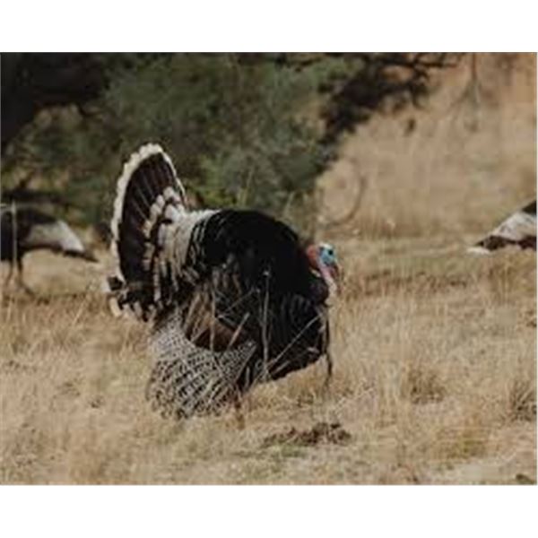 Gould’s Turkey Hunt for 2 Hunters in Sonora, Mexico