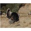 Image 1 : Gould’s Turkey Hunt for 2 Hunters in Sonora, Mexico