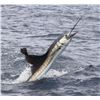 Image 3 : Costa Rica Sportfishing Trip for 4 Anglers