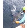 Image 4 : Costa Rica Sportfishing Trip for 4 Anglers
