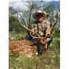 Image 1 : Trophy Exotic Hunt with Choice of Axis, Blackbuck, or Red Sheep