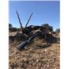 Image 4 : Trophy Exotic Hunt with Choice of Axis, Blackbuck, or Red Sheep