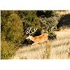 Image 9 : New Zealand Red Stag Hunt for 4 Hunters + Bonus Long Range Goat Cull Hunt!