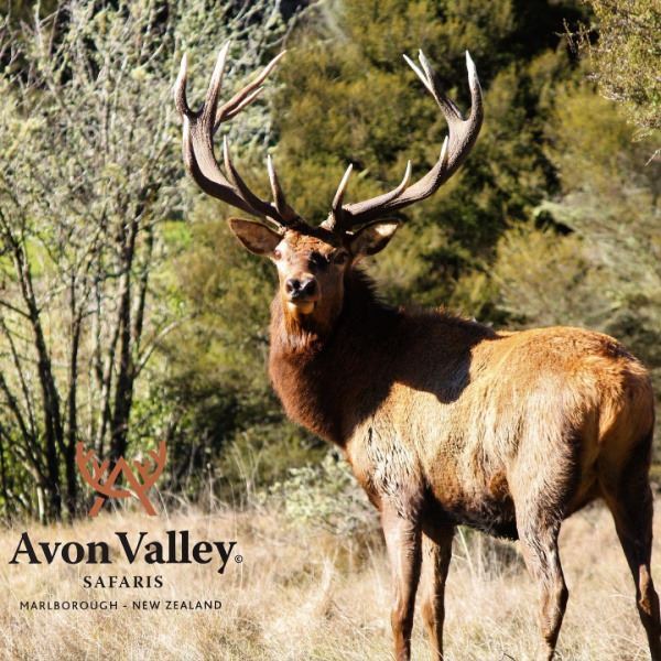 New Zealand Red Stag Hunt for 6 Hunters.  Bonus Long Range Goat Cull Hunt!