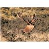 Image 10 : New Zealand Red Stag Hunt for 4 Hunters at High Peak Station