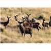 Image 20 : New Zealand Red Stag Hunt for 4 Hunters at High Peak Station