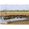 Image 5 : Trophy Cape Buffalo Hunt with Theron Safaris in South Africa