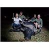 Image 7 : Trophy Cape Buffalo Hunt with Theron Safaris in South Africa