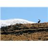 Image 11 : New Zealand Red Stag Hunt for 4 Hunters at High Peak Station