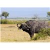 Image 10 : Trophy Cape Buffalo Hunt with Theron Safaris in South Africa