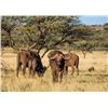 Image 14 : Trophy Cape Buffalo Hunt with Theron Safaris in South Africa