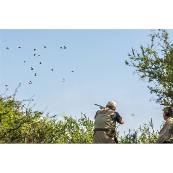 Argentina Dove Hunt - David Denies Bird hunting
