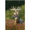 Image 4 : 2025 Special Nonresident Deer License
