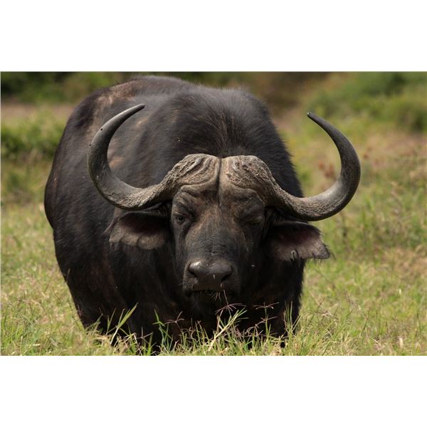 Cape Buffalo Hunt, South Africa - Jannie Otto safaris