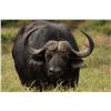 Image 1 : Cape Buffalo Hunt, South Africa - Jannie Otto safaris