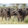 Image 2 : Cape Buffalo Hunt, South Africa - Jannie Otto safaris