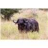 Image 3 : Cape Buffalo Hunt, South Africa - Jannie Otto safaris