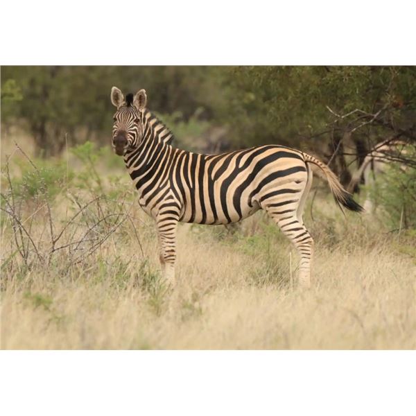 7-Days for 4 Hunters/4 Observers in South Africa (2x Impala; 2x Zebra) - DEKO Safaris