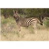 Image 1 : 7-Days for 4 Hunters/4 Observers in South Africa (2x Impala; 2x Zebra) - DEKO Safaris