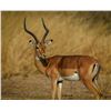 Image 3 : 7-Days for 4 Hunters/4 Observers in South Africa (2x Impala; 2x Zebra) - DEKO Safaris