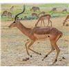 Image 2 : 7-Days for 4 Hunters in South Africa (2x Impala; 2x Blesbuck) - DEKO Safaris