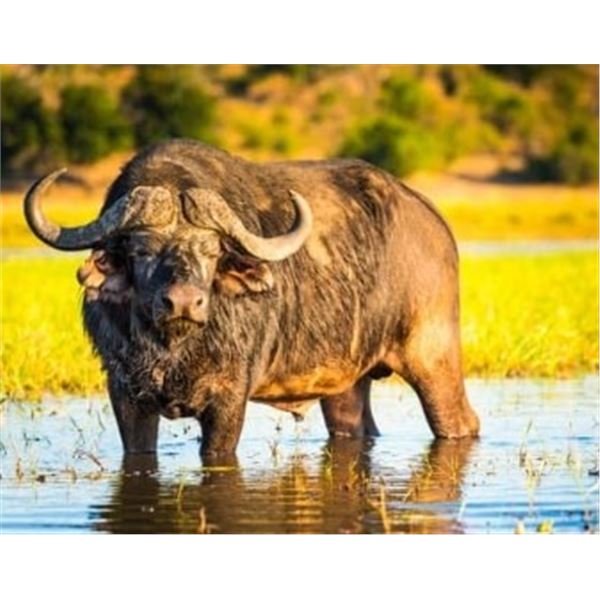 2 Cape Buffalo in Zimbabwe for 2 Hunters - Worldwide Adventures