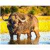 Image 1 : 2 Cape Buffalo in Zimbabwe for 2 Hunters - Worldwide Adventures