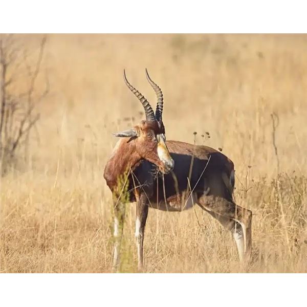 7-Days for 2 Hunters/2 Observers in South Africa (1x Impala; 1x Zebra: 1x Blesbuck) - DEKO Safaris