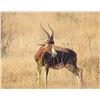 Image 1 : 7-Days for 2 Hunters/2 Observers in South Africa (1x Impala; 1x Zebra: 1x Blesbuck) - DEKO Safaris